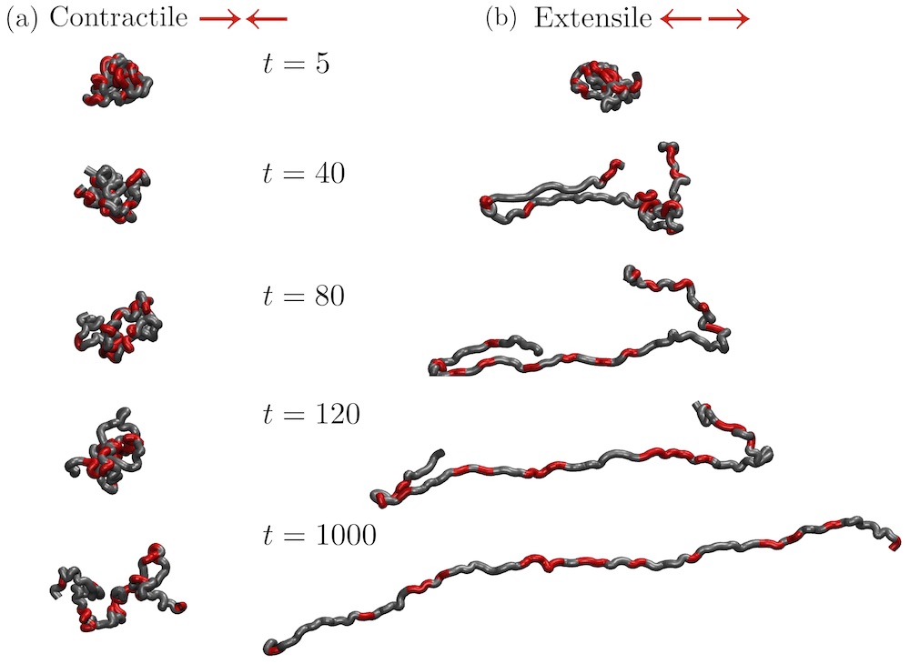 Active coil-stretch transition